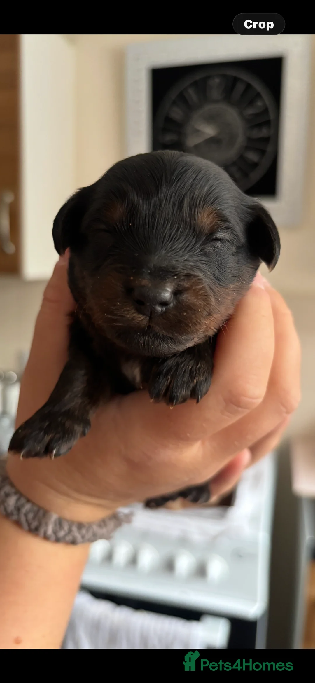 Mixed Breed dogs for sale: Beautiful poodles 😍 - Advert 1