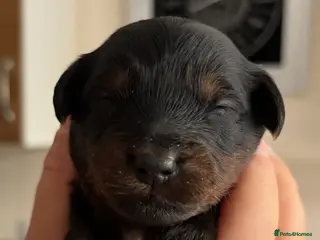 Mixed Breed dogs Beautiful poodles 😍 - Advert 3