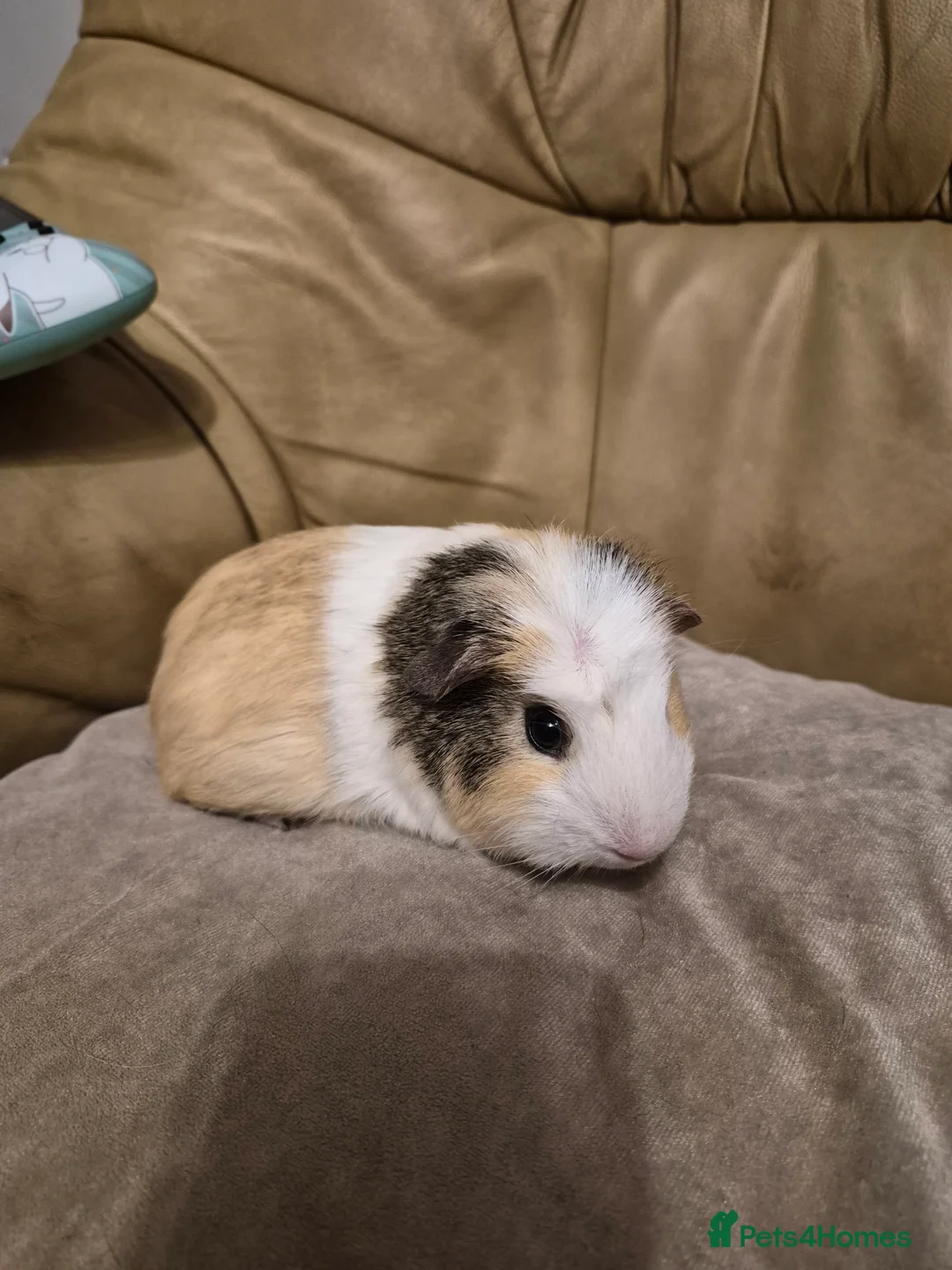 Guinea Pig rodents for sale: 1 Adorable Male Guinea Pig - Advert 2