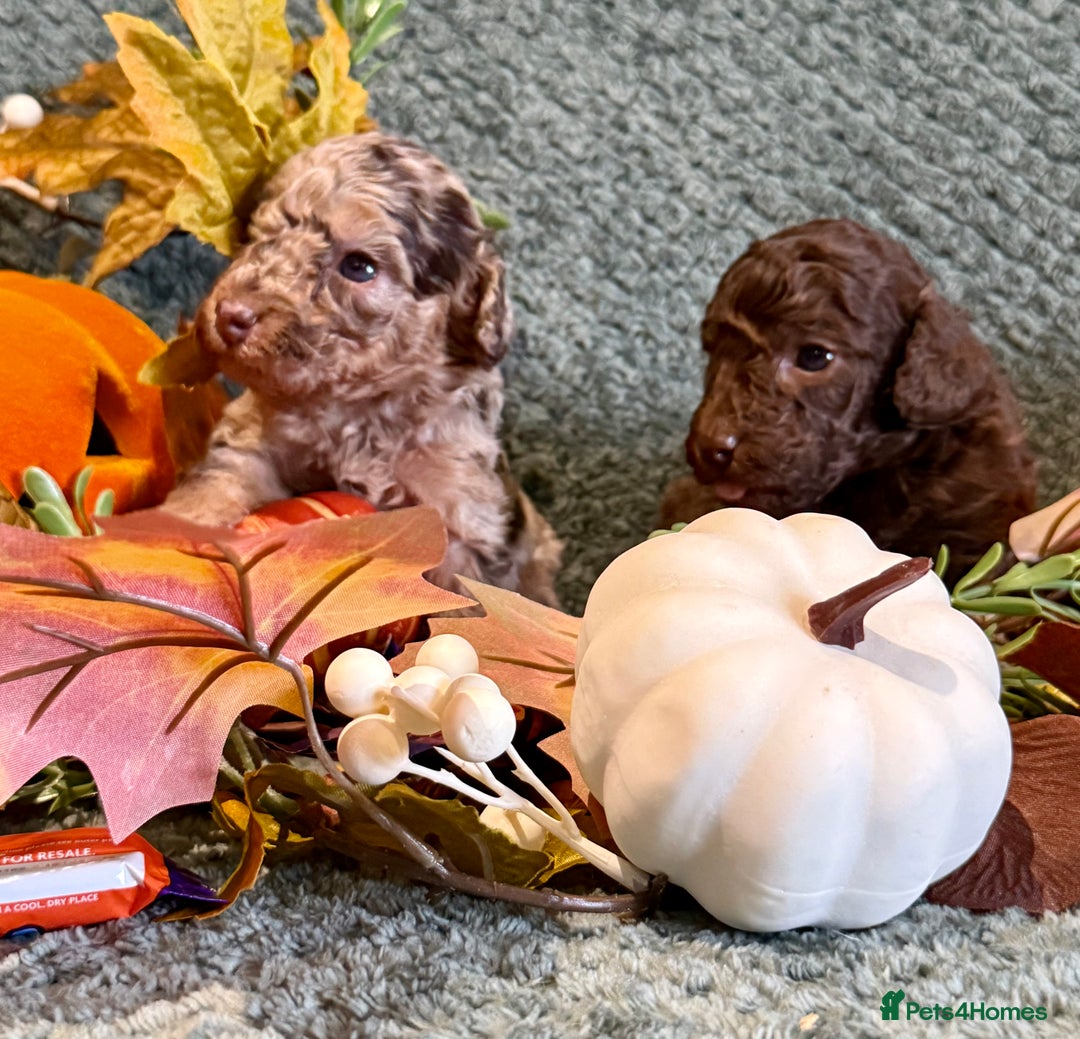 Miniature Poodle dogs for sale: Beautiful Miniature Poodle pups  - Image 17