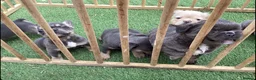 French Bulldog dogs for sale: Beautiful fluffy  - Advert 5