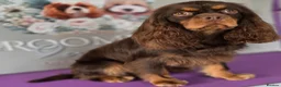Cavalier King Charles Spaniel dogs for stud: Chocolate and Tan Cavalier king charles spaniels  - Advert 2