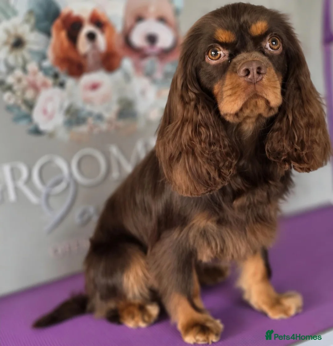 Cavalier King Charles Spaniel dogs for stud: Chocolate and Tan Cavalier king charles spaniels  - Advert 2
