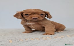 Cocker Spaniel dogs for sale: Adorable Working Cocker Puppies - Image 3