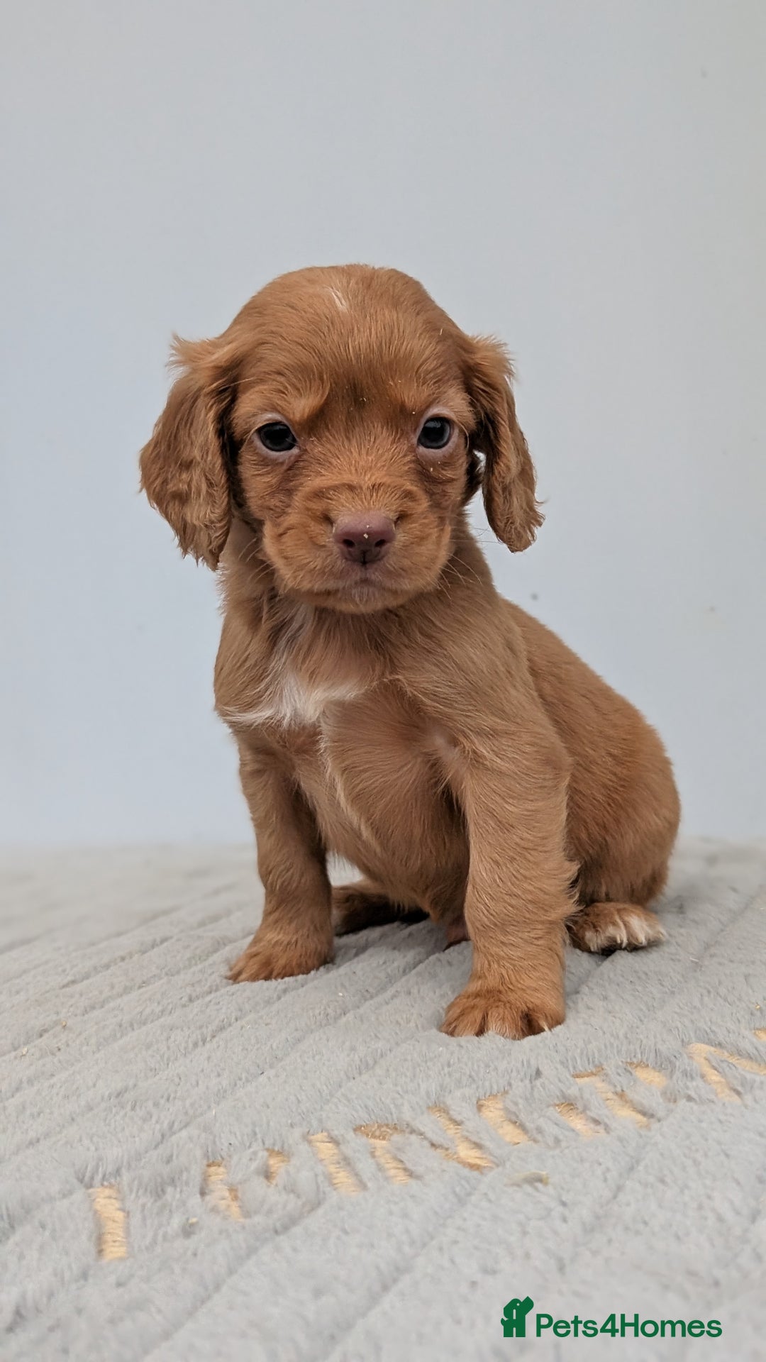 Cocker Spaniel dogs for sale: Adorable Working Cocker Puppies - Image 3