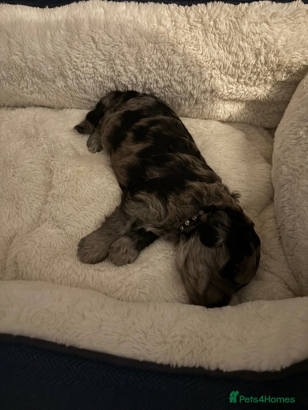Goldendoodle dogs for sale: F1B Goldendoodle Puppies (SOLD) - Image 14