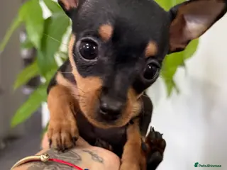 Russian Toy Terrier dogs Mini Russian toy terrier boy - Advert 2