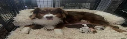 Australian Shepherd dogs for sale: Cute Australian Shepherd puppies♥️ - Advert 3