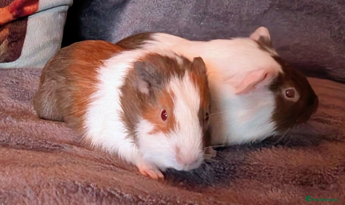 Guinea Pig rodents 2 beautiful male guinea pigs  - Advert 1