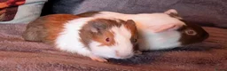 Guinea Pig rodents for sale: 2 beautiful male guinea pigs  - Advert 1