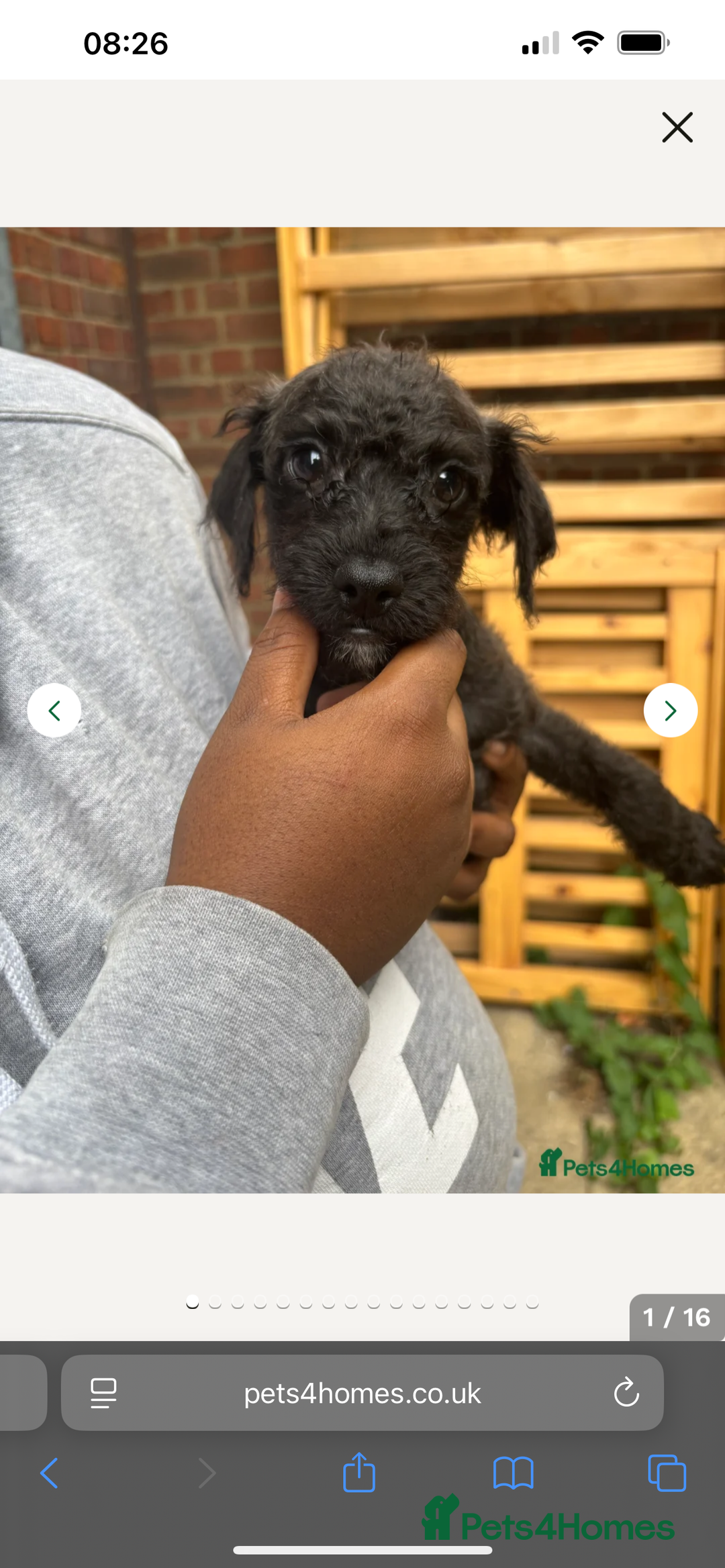 Mixed Breed dogs for sale: Jackapoo - Image 4
