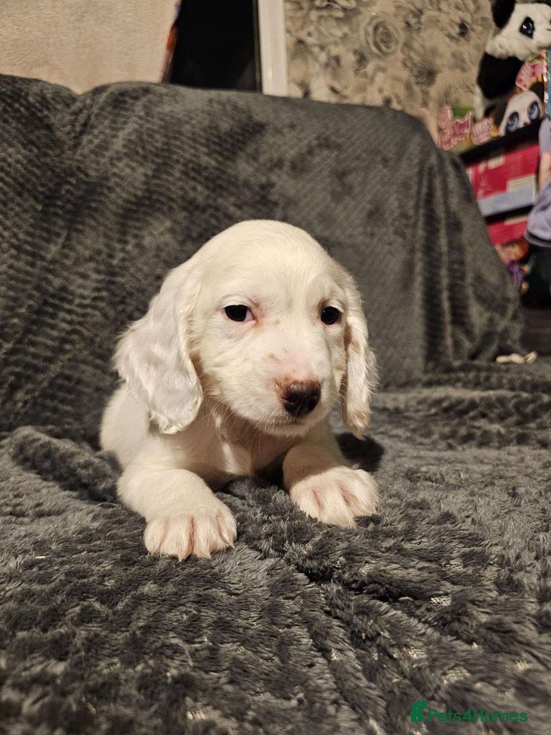 Cocker Spaniel dogs for sale: Cocker spaniels puppy's  - Advert 22
