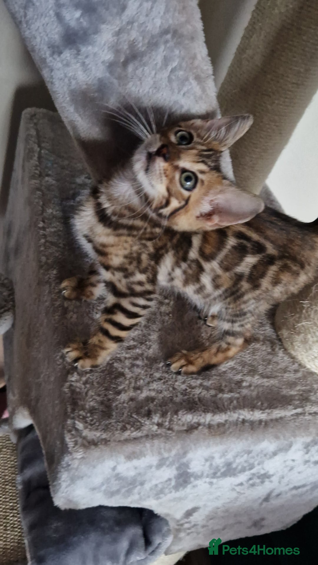 Bengal cats for sale: Beautiful kitten❤️Ready to go 😍  - Advert 5
