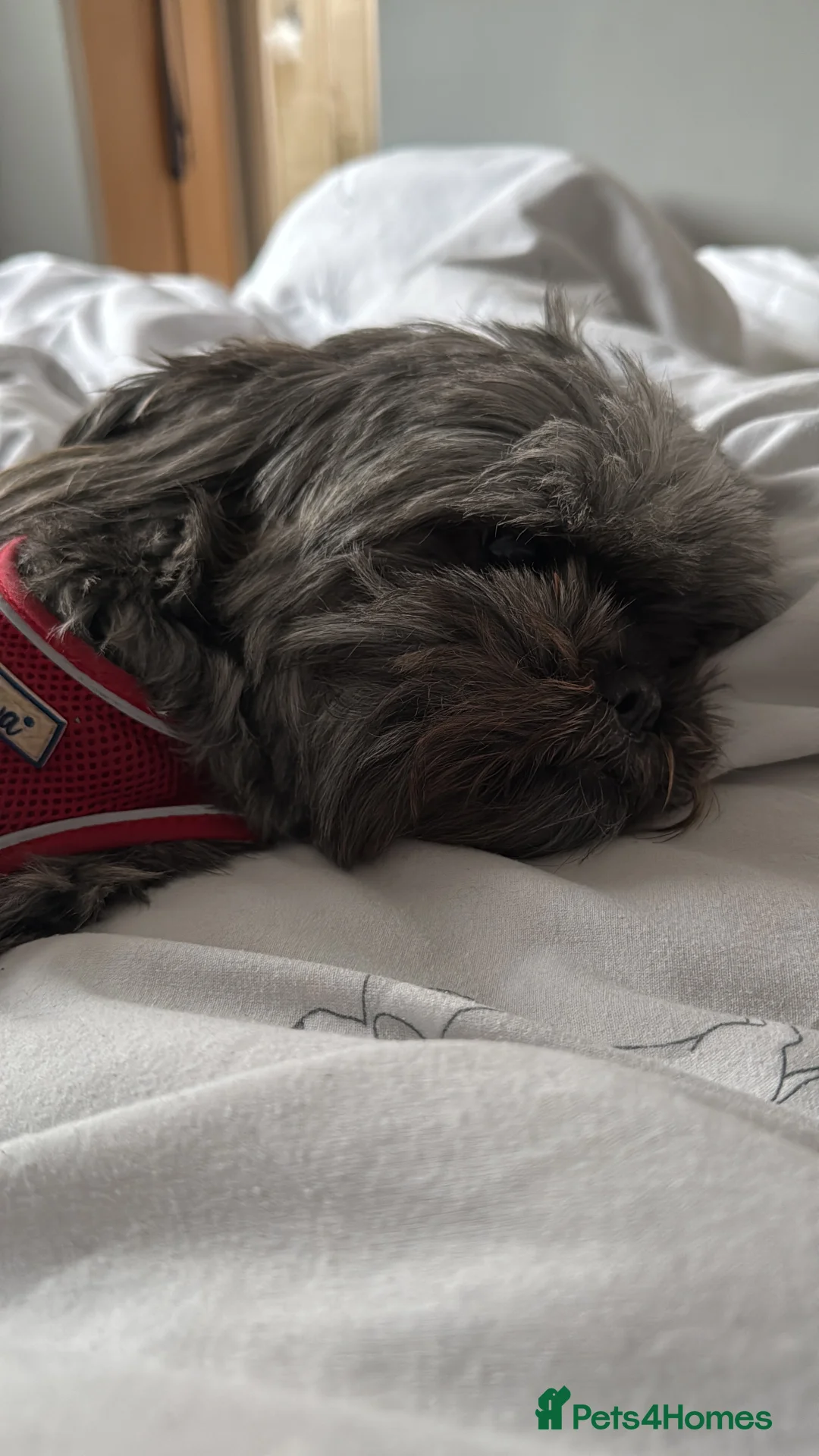 Shih Tzu dogs for sale: Female shihtzu for rehome - Advert 11