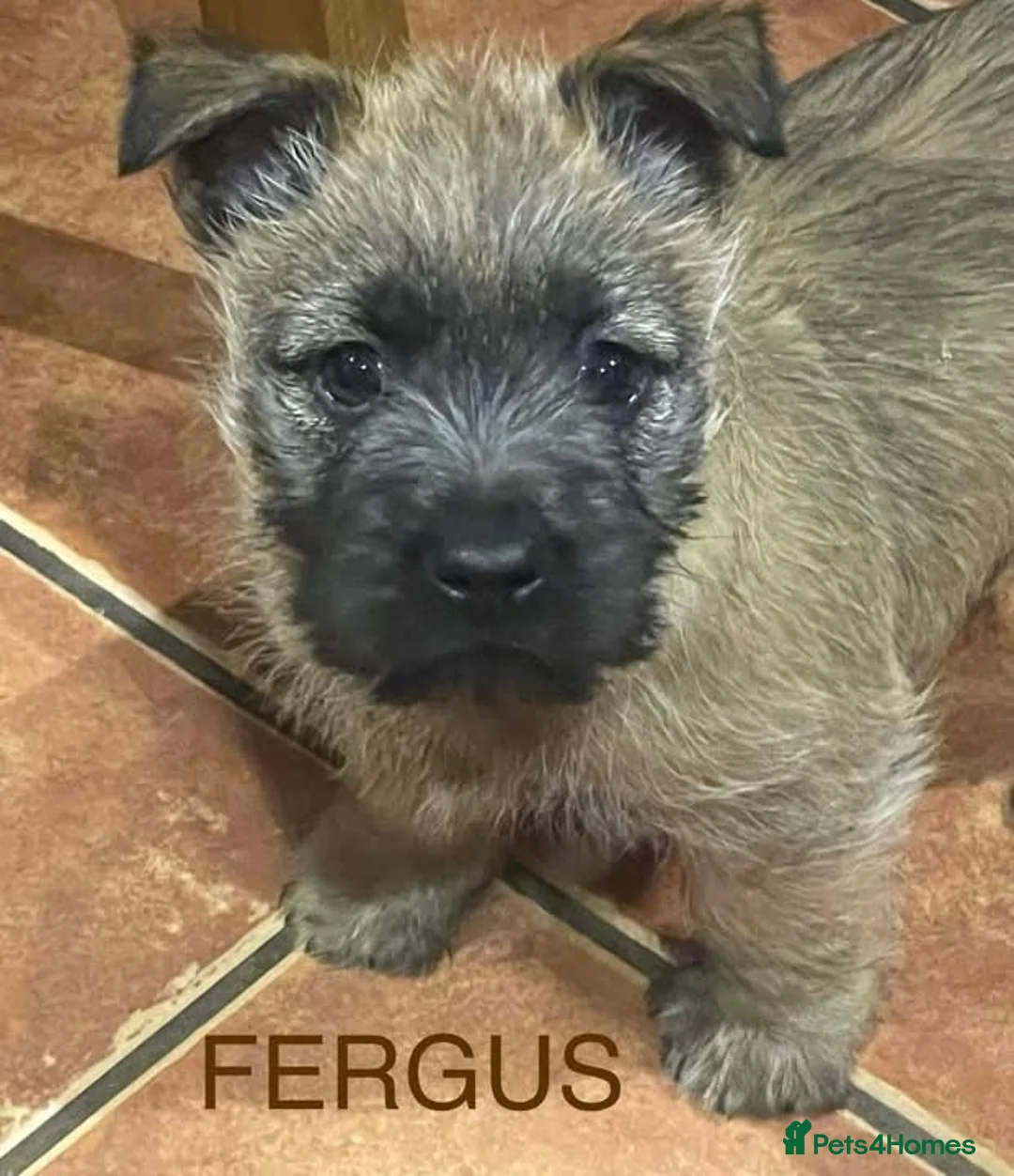Cairn Terrier dogs for sale: Cairn Terrier Pups - Advert 3