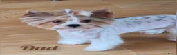 Biewer Terrier dogs for sale: Biewer terrier puppies in Burton-on-Trent - Advert 2