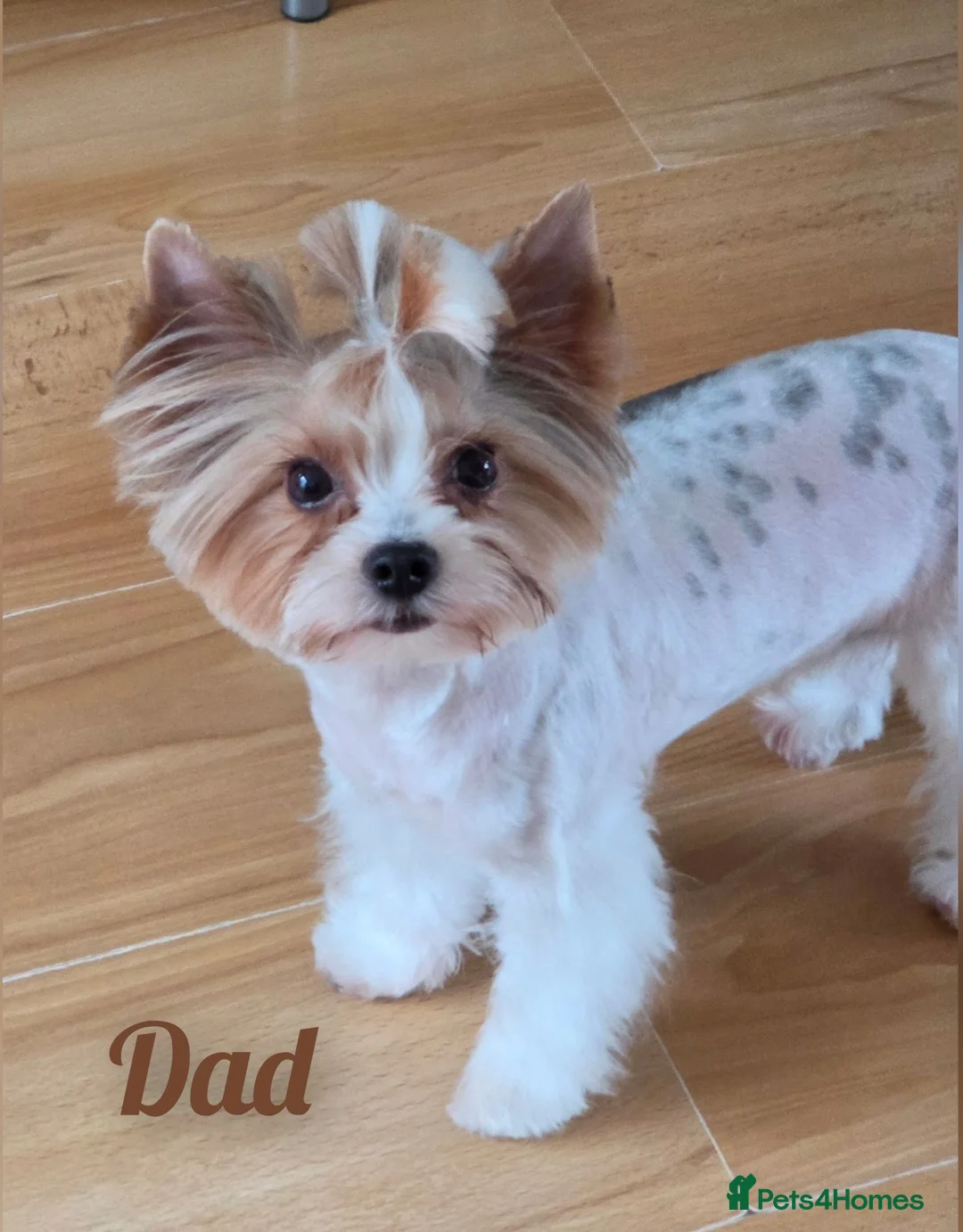 Biewer Terrier dogs for sale: Biewer terrier puppies in Burton-on-Trent - Advert 2