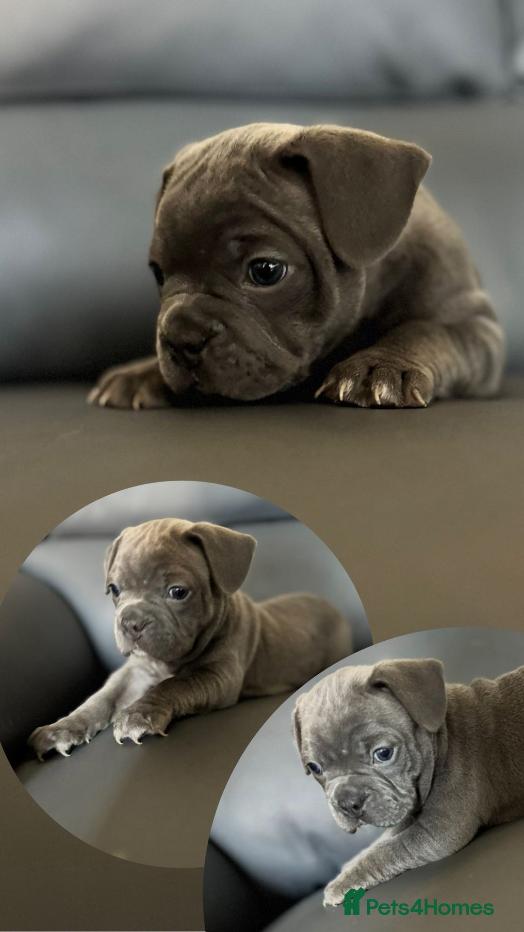 Mixed Breed dogs for sale: French Buldog in Liverpool - Image 24