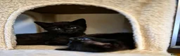 Mixed Breed cats for sale: Very cuddly kittens ready now  - Advert 7