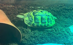 Hermann Tortoise reptiles for sale: 2 Herman tortoises for sale with full set up - Image 3