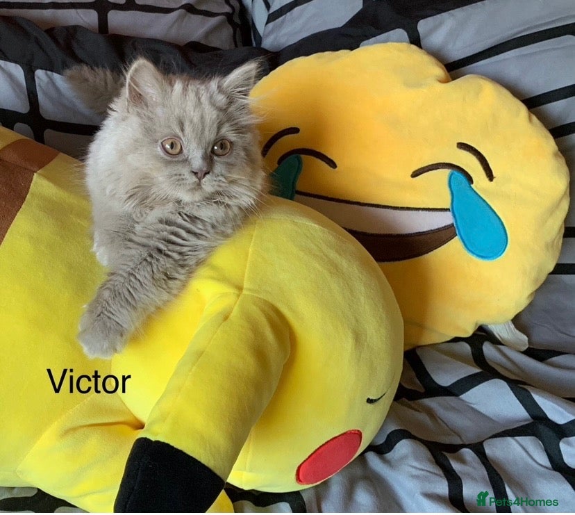 British Longhair cats GCCF kittens  - Advert 5