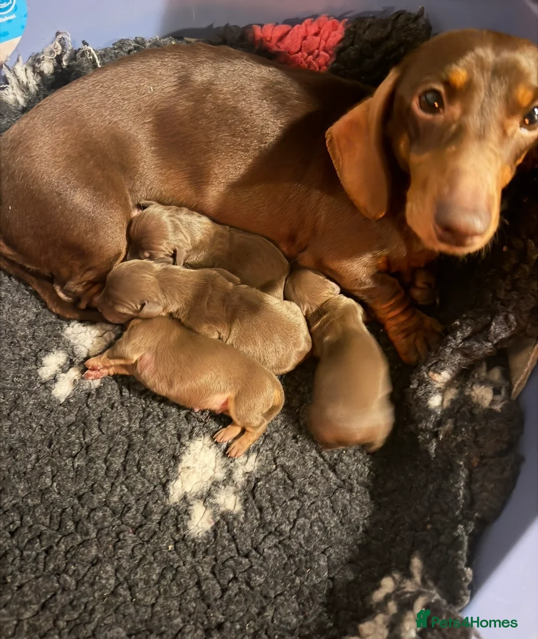 Miniature Dachshund dogs for sale: Mini smooth dachshund boys  - Advert 4