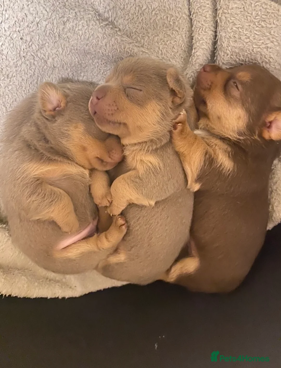 Jack Russell dogs for stud: Miniature Chocolate and Tan Jack Russell For Stud in Ebbw Vale - Advert 4