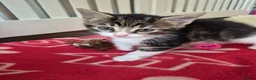 Mixed Breed cats for sale: Kittens, ready to go soon in Torquay - Advert 4