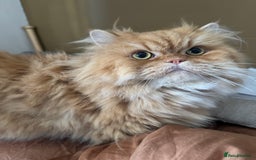 Persian cats for sale: Cute Persian Kittens 2 Left For Sale - Image 4