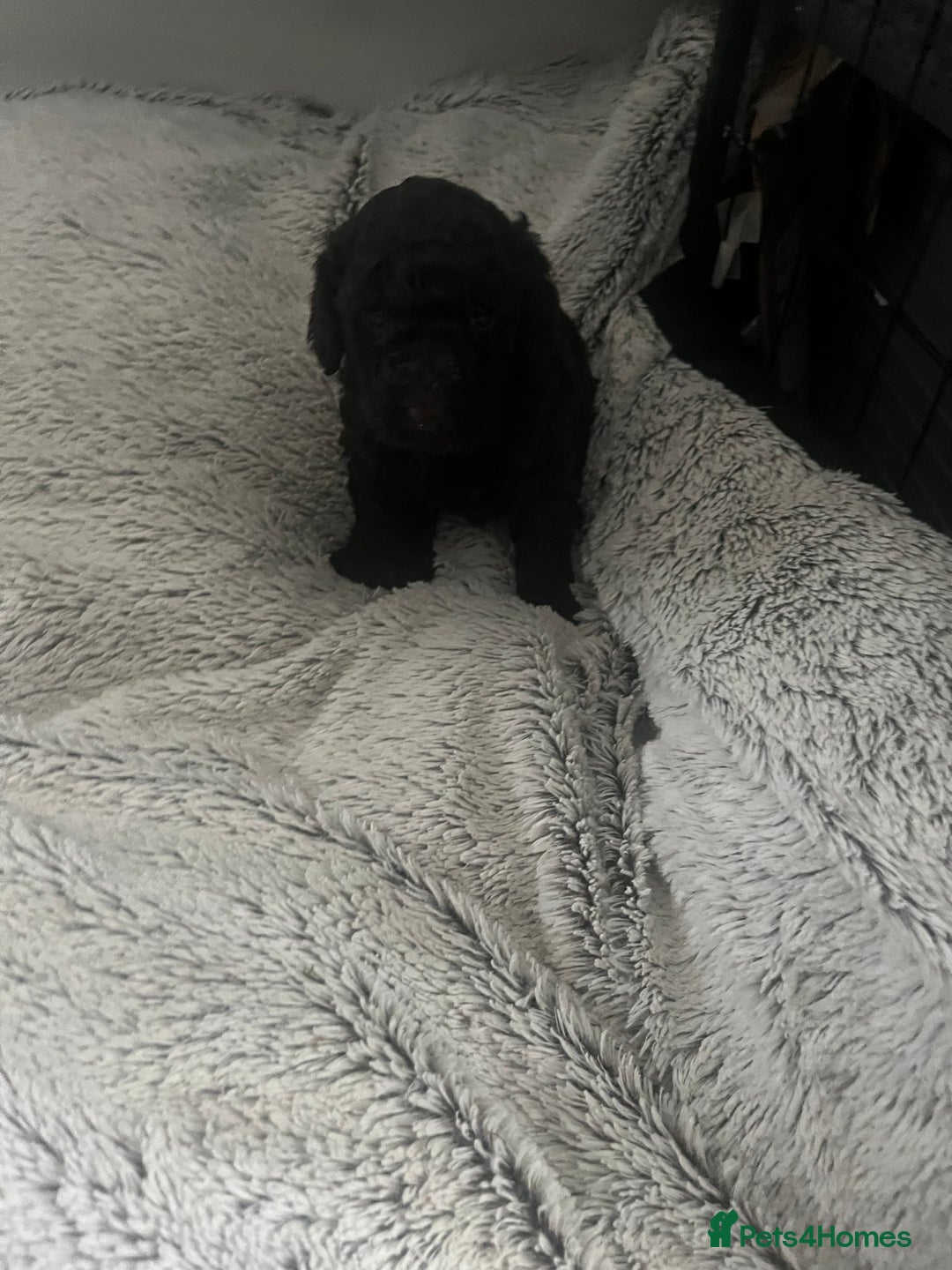 Cockapoo dogs for sale: Cockapoo Hypoallergenic F2B Pups - Full jabs - Image 11