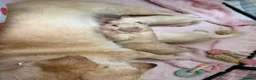 Double Doodle dogs for sale: Double doodle puppies - Advert 4