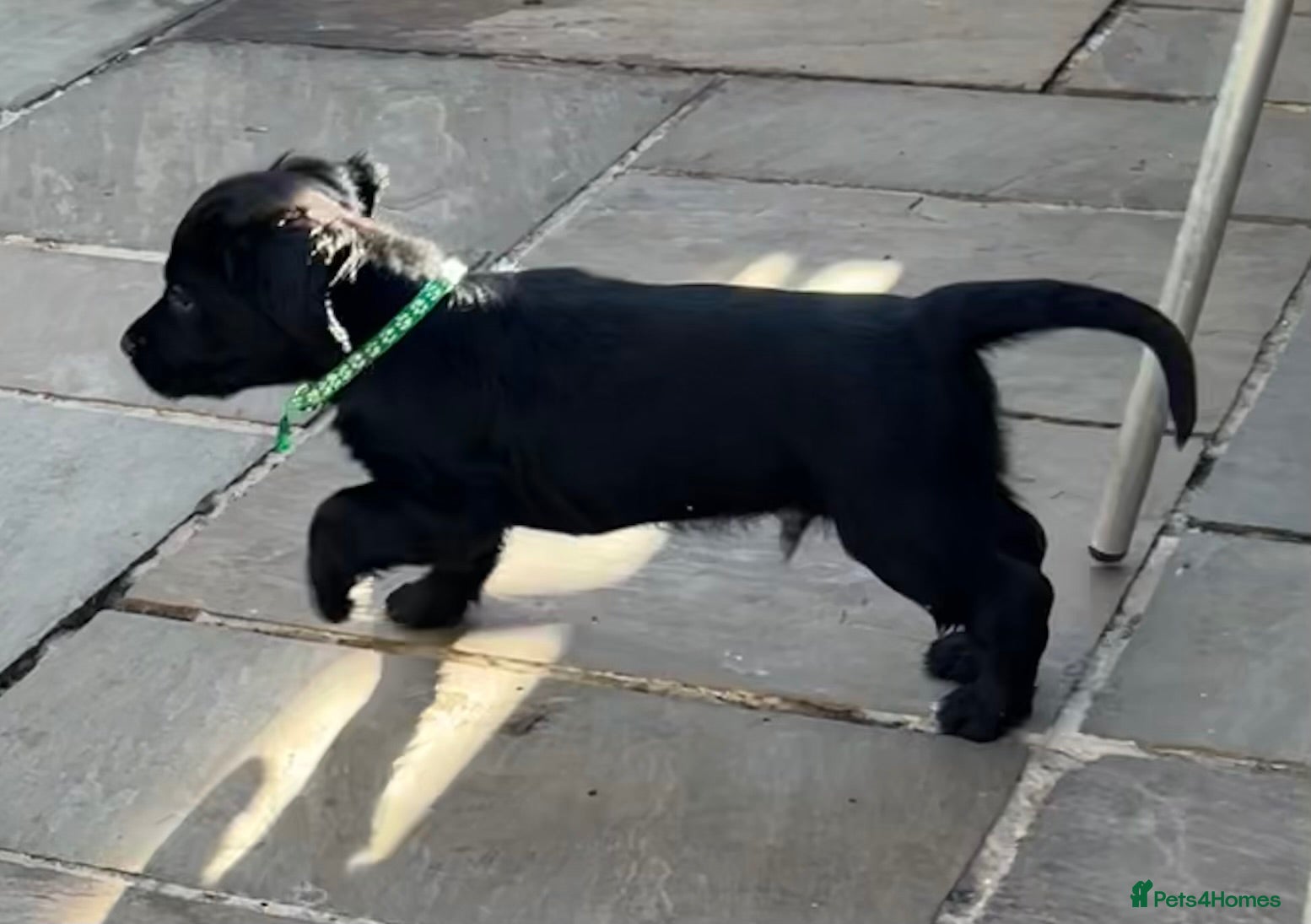 Sprocker dogs Confident sprockers  - Advert 2
