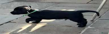 Sprocker 9