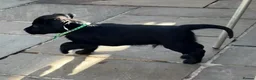 Sprocker dogs for sale: Confident sprockers  in Redruth - Advert 2