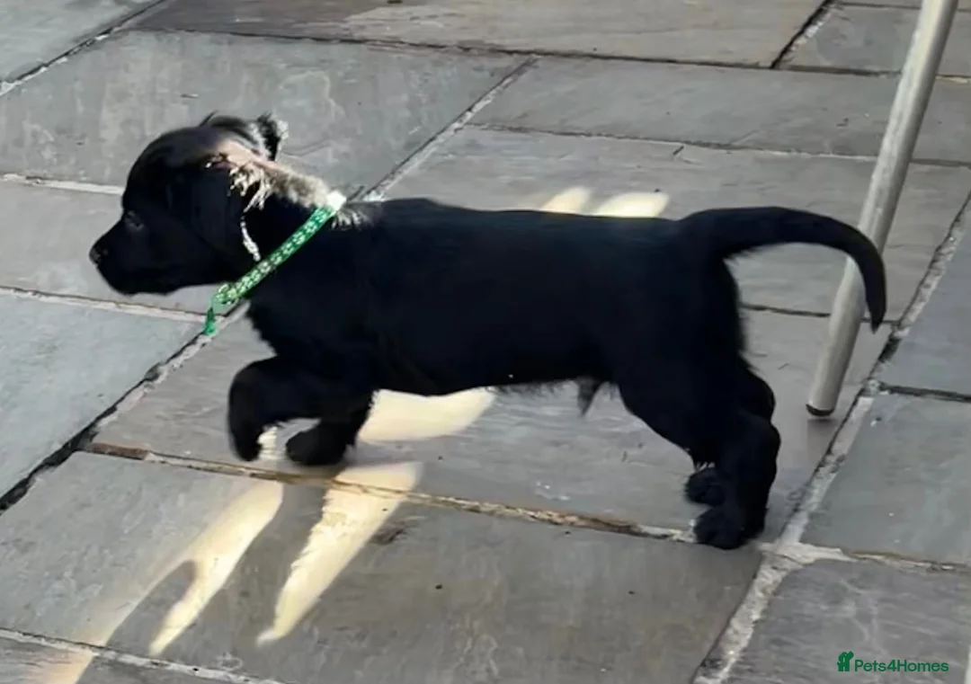 Sprocker dogs for sale: Confident sprockers  in Redruth - Advert 2