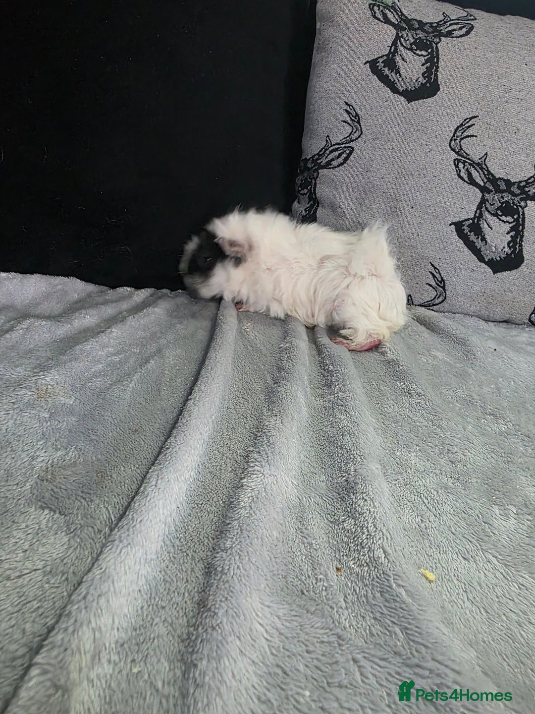 Guinea Pig rodents for sale: Baby Guinea pigs  - Advert 14