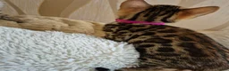 Bengal cats for sale: Bengal in Fraserburgh - Advert 8