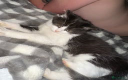 Turkish Van cats for sale: Half turkish van male - Image 4