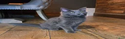 Maine Coon cats for sale: GCCF Blue Maine Coon litter ready to go - Advert 15