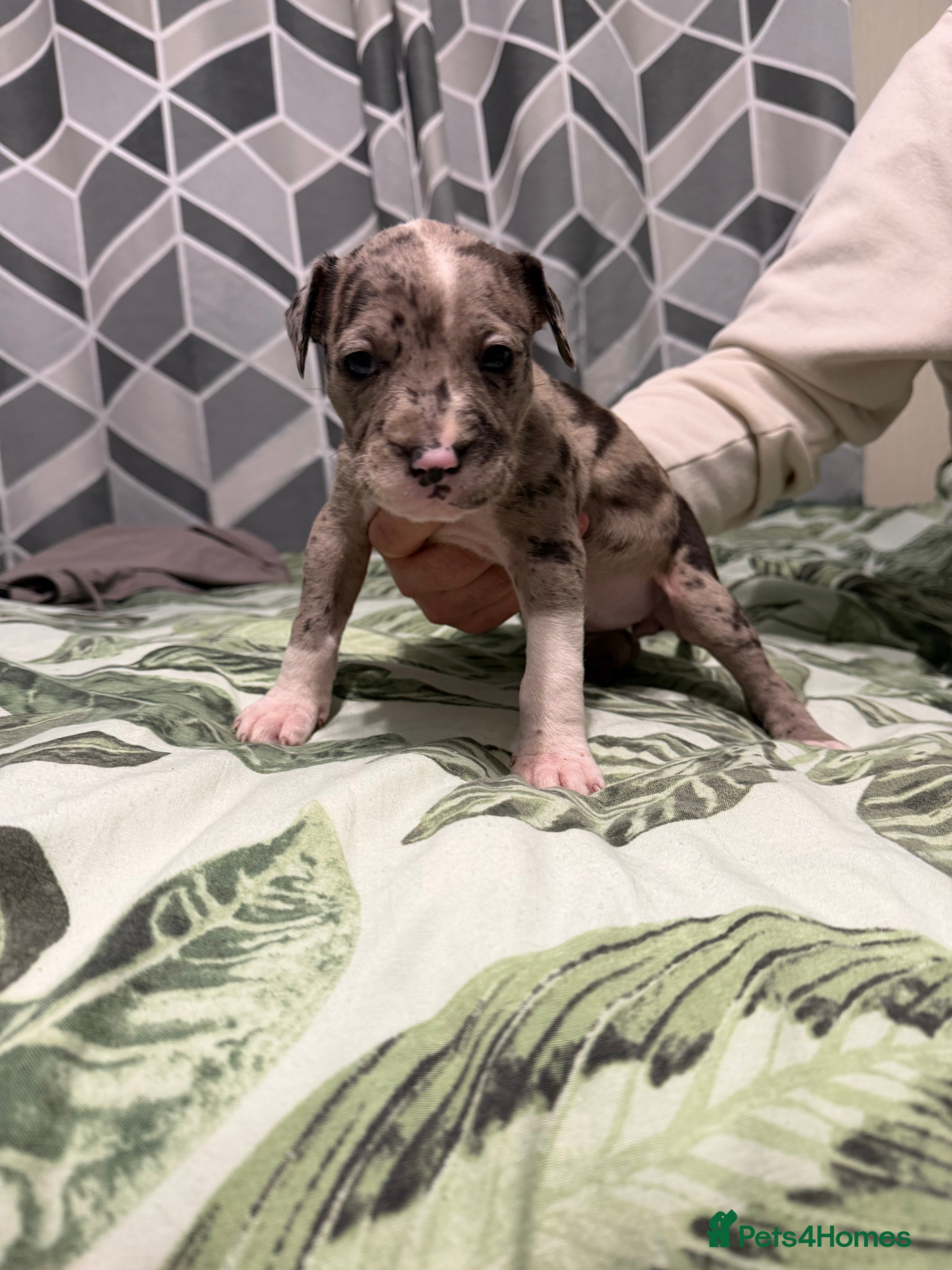 Mixed Breed dogs Puppies In Need Of New Home in Stoke-on-Trent - Advert 2