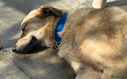 Mixed Breed dogs for adoption: Pettern - Norwich Norfolk  - Image 25