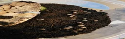 Snails invertebrates for sale: Baby Giant African land snails  in Crowborough - Advert 4