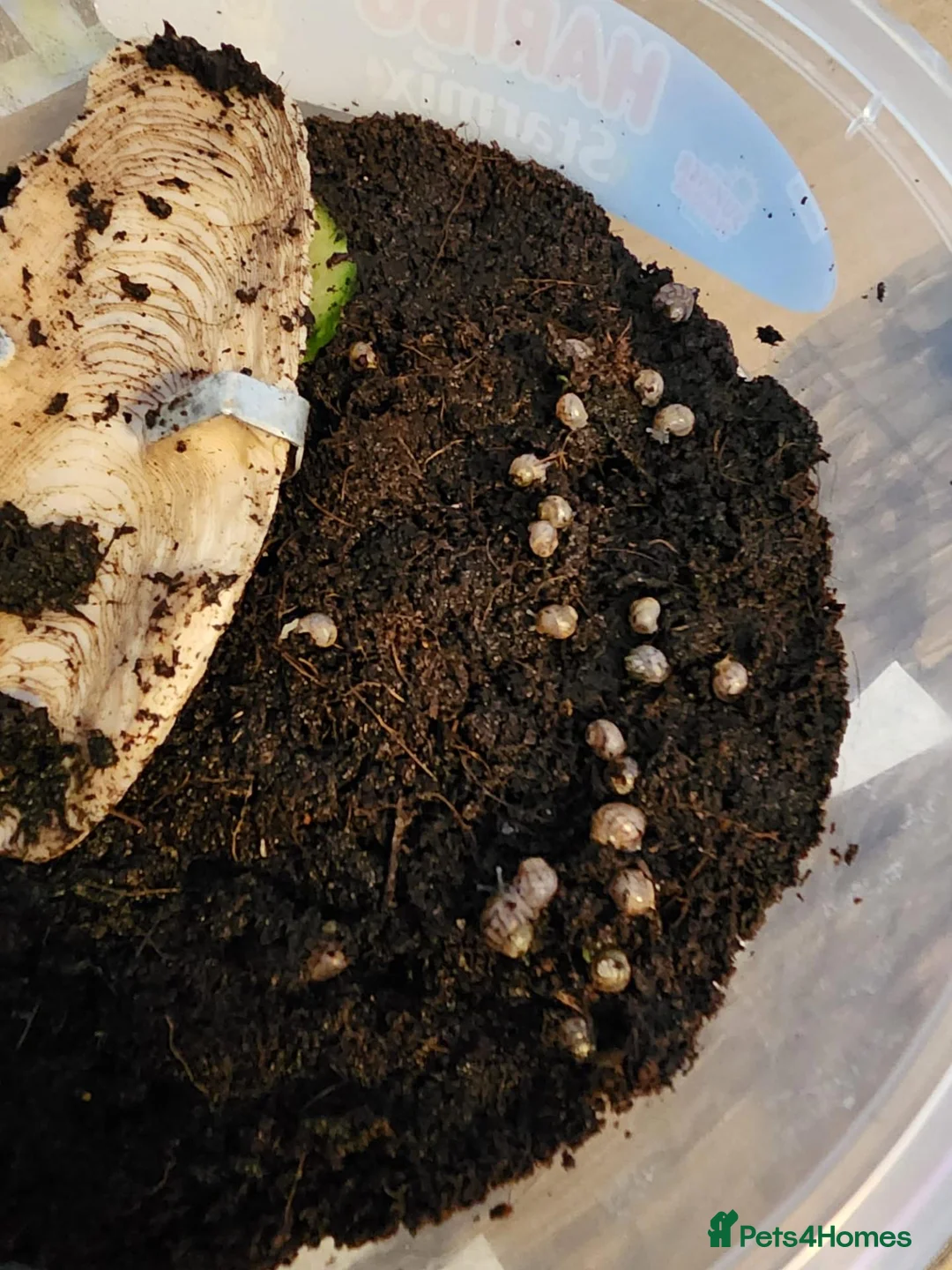 Snails invertebrates for sale: Baby Giant African land snails  in Crowborough - Advert 4