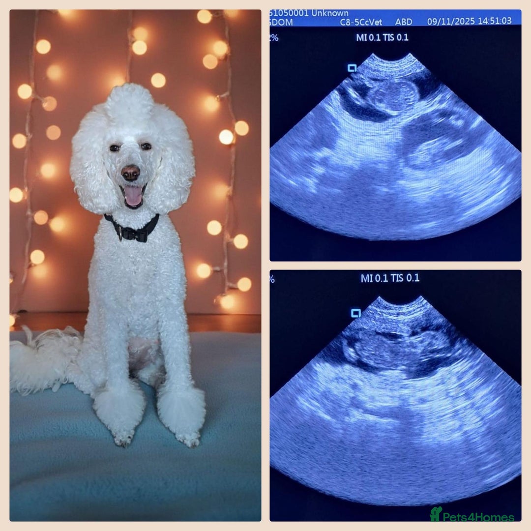 Bernedoodle dogs for sale: Exceptional F1 Bernedoodle Puppies - Advert 26