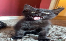 Mixed Breed cats for sale: kittens[DO NOT MESSAGE IF NOT INTERESTED] - Image 1