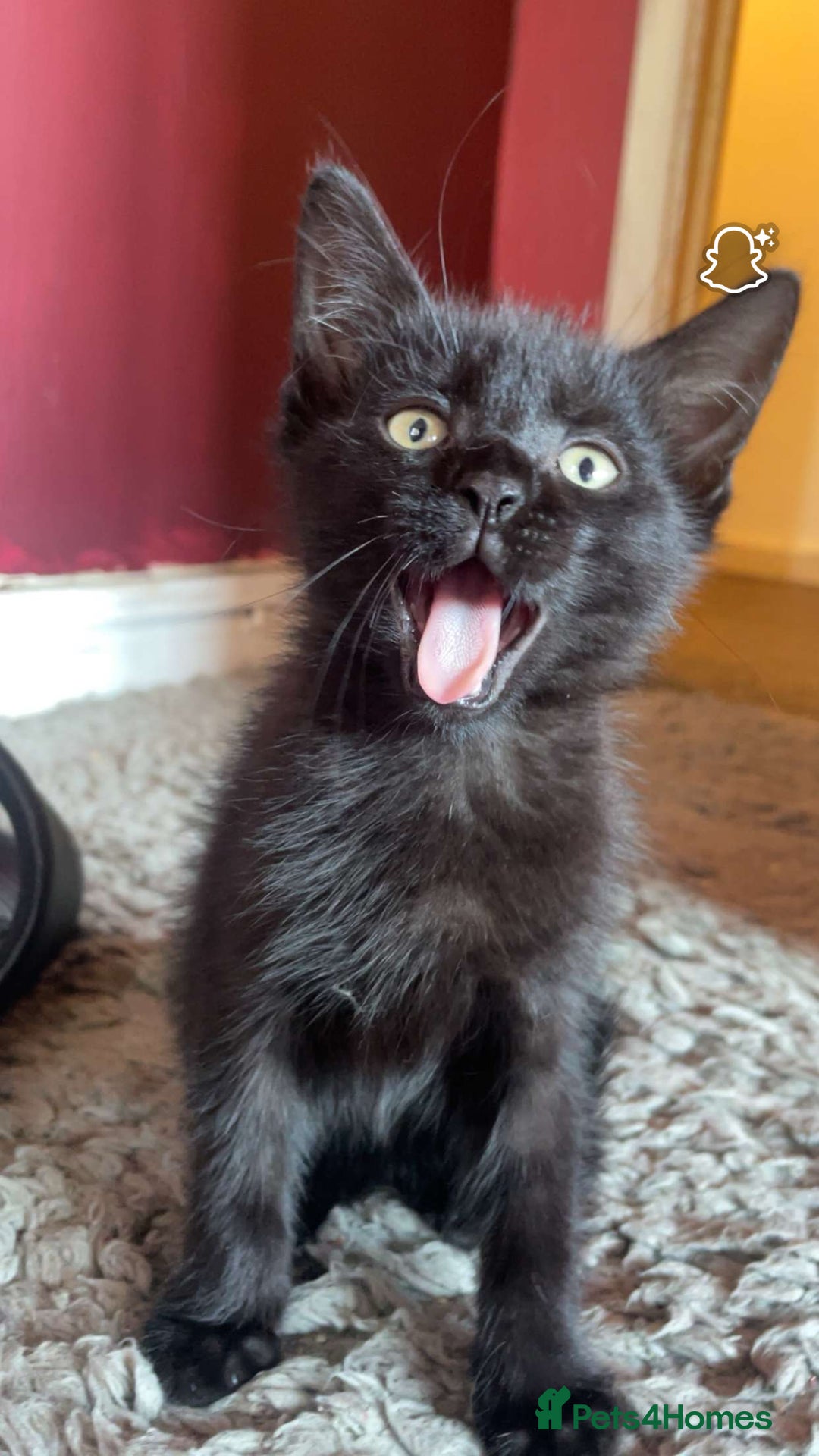 Mixed Breed cats for sale: kittens[DO NOT MESSAGE IF NOT INTERESTED] - Image 1