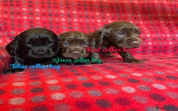 Cocker Spaniel dogs for sale: KC registered working cocker spaniels ready 23/11 - Image 7