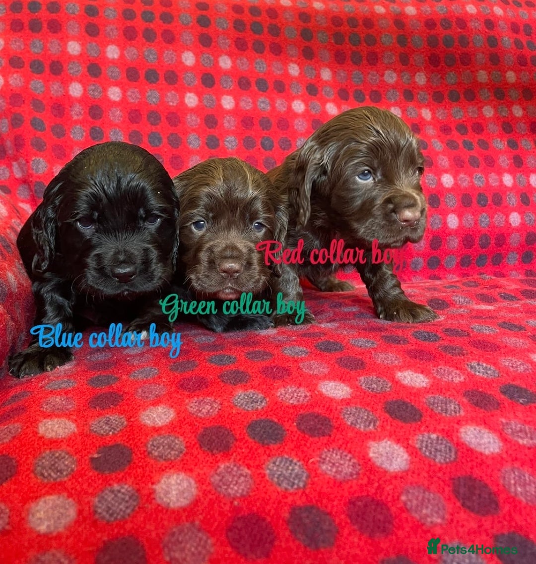 Cocker Spaniel dogs for sale: KC registered working cocker spaniels ready 23/11 - Image 7