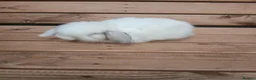 Mini Lop rabbits for sale: Purebred mini lop babies - Advert 10