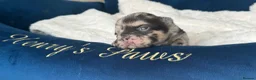 French Bulldog dogs for sale: 🤍𝐒𝐭𝐮𝐧𝐧𝐢𝐧𝐠 𝐅𝐥𝐮𝐟𝐟𝐲 𝐟𝐫𝐞𝐧𝐜𝐡𝐢𝐞𝐬 - Advert 1